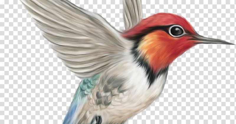 Hummingbird , Bird transparent background PNG clipart