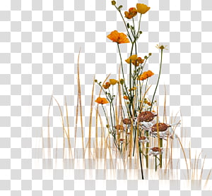 Cut flowers Floral design Petal Prophet, champion transparent background PNG clipart thumbnail