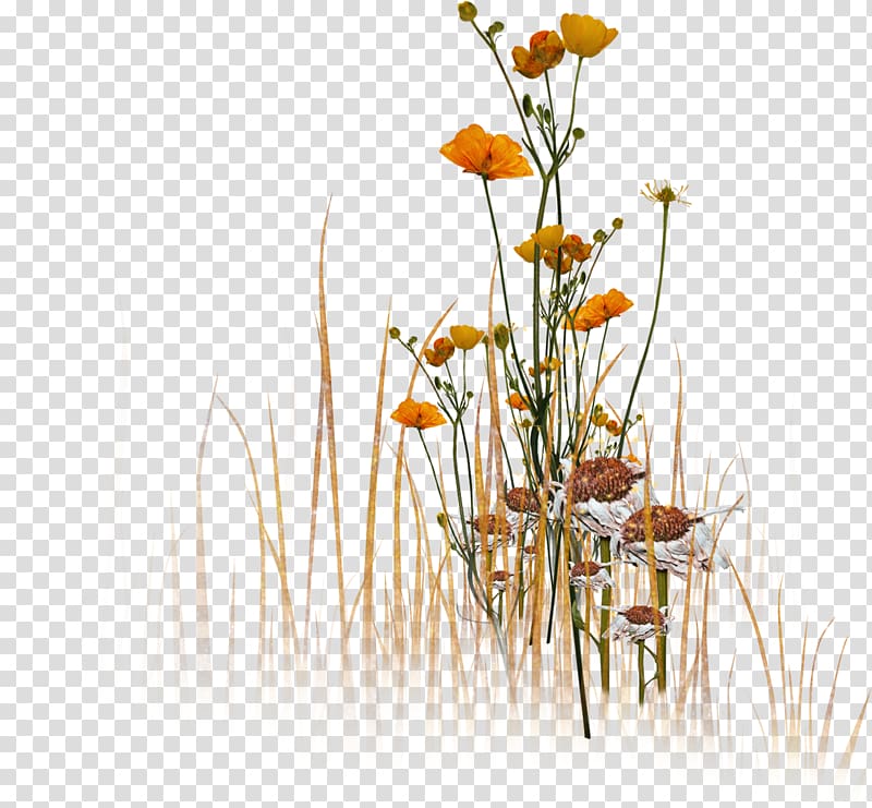 Cut flowers Floral design Petal Prophet, champion transparent background PNG clipart Cut flowers Floral design Petal Prophet, champion transparent background PNG clipart