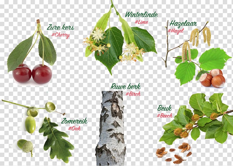 English oak Tree Landscape Description Education, Tilia cordata transparent background PNG clipart