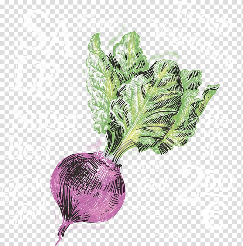 Beer Onion Turnip Vegetable, Purple onion transparent background PNG clipart