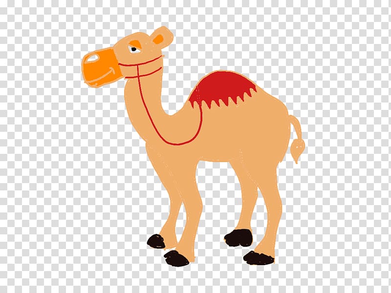 Dromedary Camel Snout Terrestrial animal , camello transparent background PNG clipart