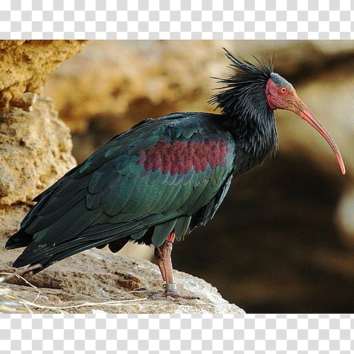 Bird Northern bald ibis Southern bald ibis Crested ibis, Bird transparent background PNG clipart