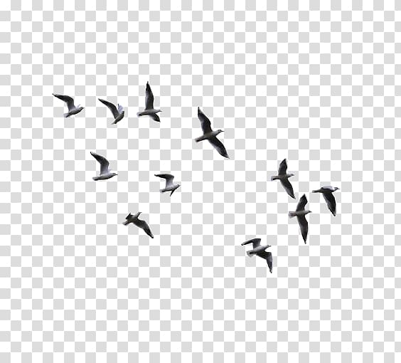 flight of gray seagulls, Bird , Watercolor geese transparent background PNG clipart