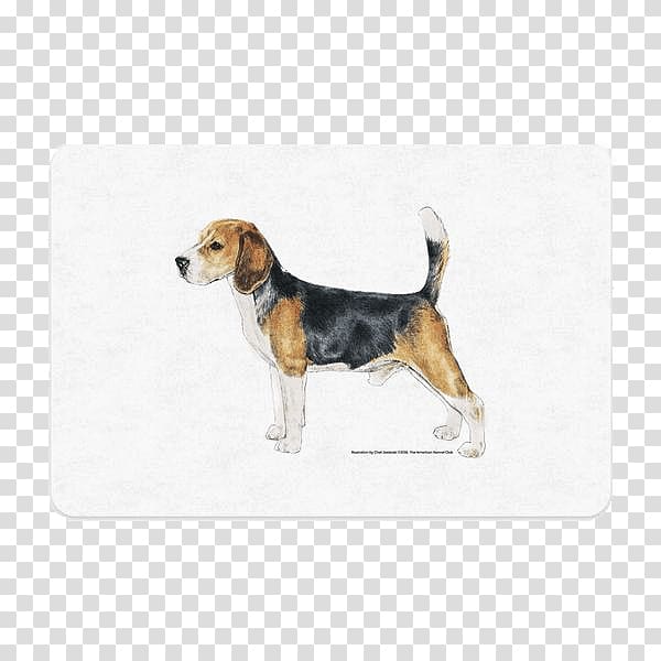 Beagle-Harrier Beagle-Harrier English Foxhound American Foxhound, puppy transparent background PNG clipart