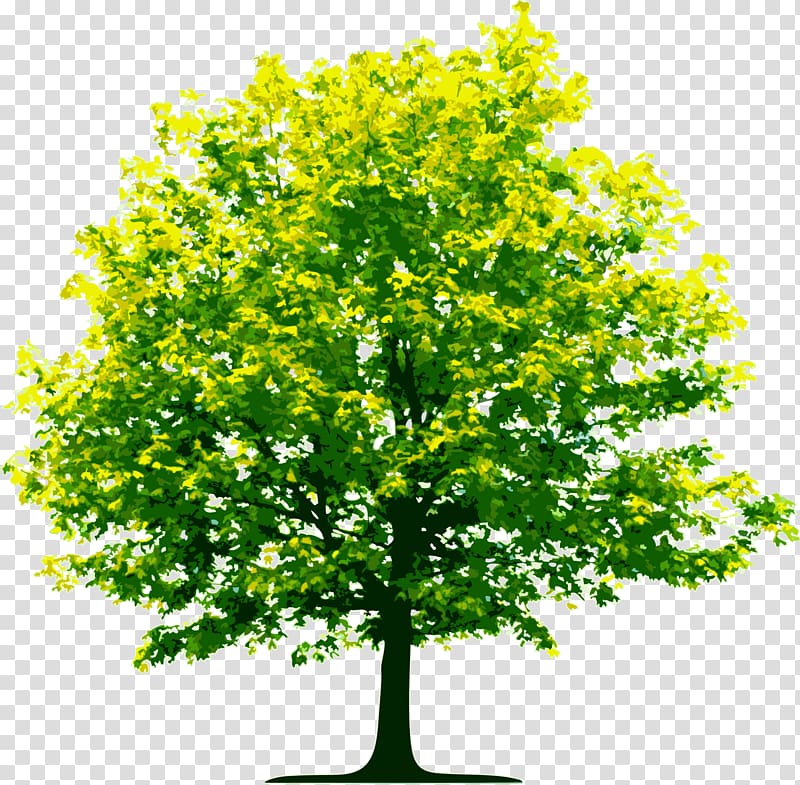 Tree Scalable Graphics Computer file, tree , free , transparent background PNG clipart
