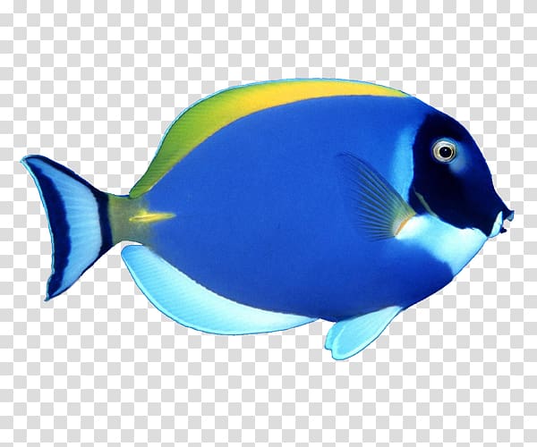 Fish , Blue tropical fish transparent background PNG clipart