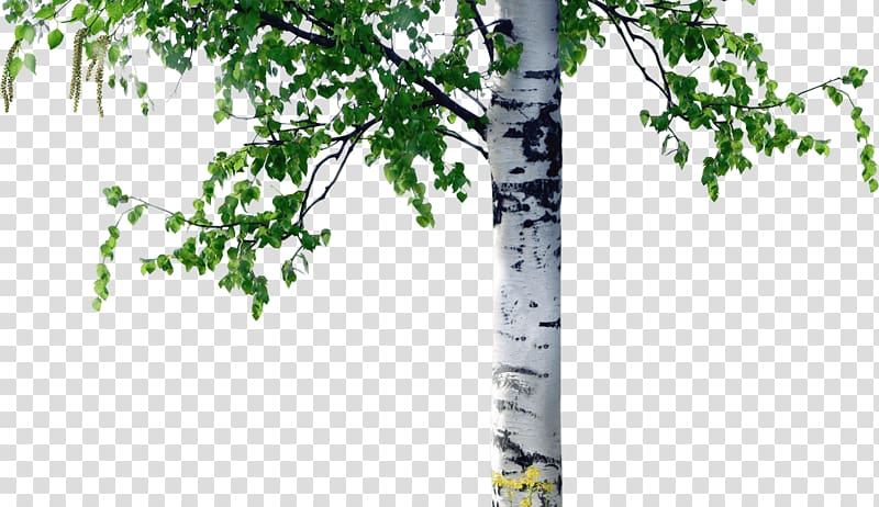 green leafed tree, Birch Tree Trunk Coarse woody debris, column transparent background PNG clipart