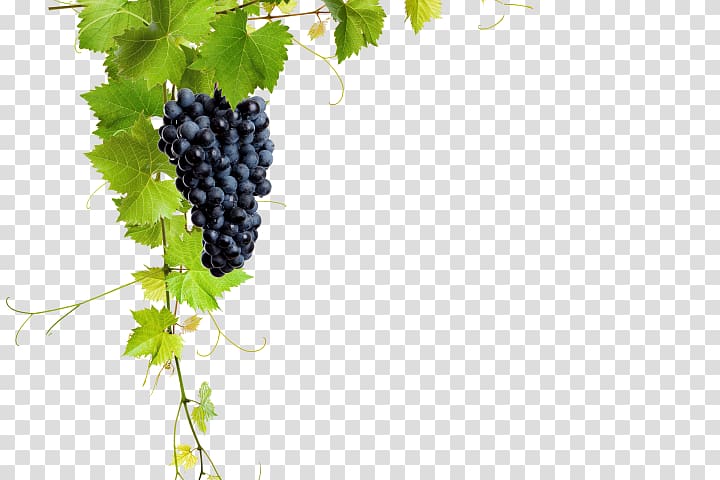 Common Grape Vine Wine Grape leaves Raisin, wine transparent background PNG clipart