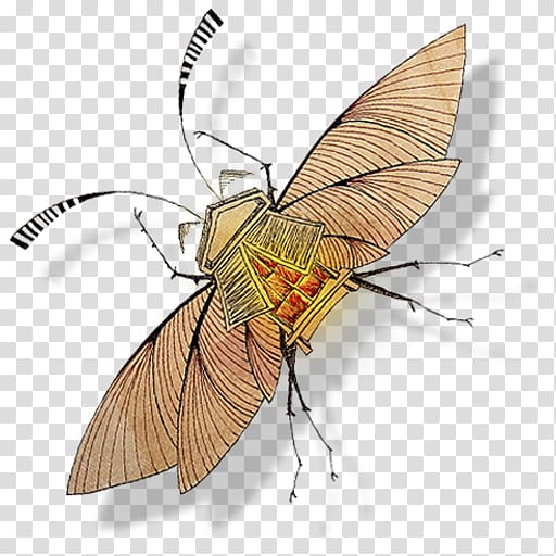 fly pollinator invertebrate arthropod insect, Persianatus transparent background PNG clipart
