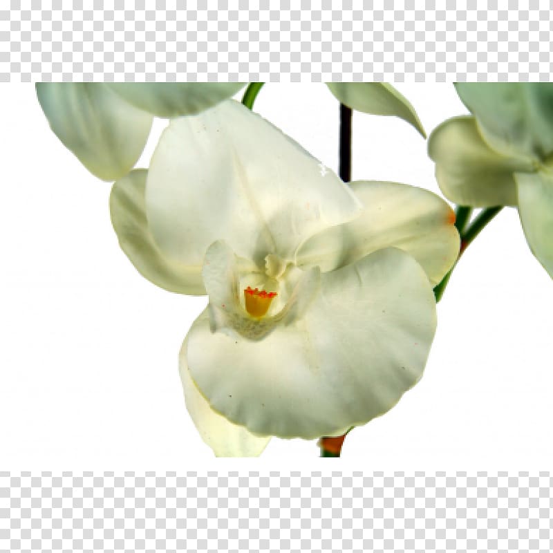 Moth orchids Flowerpot, orquideas transparent background PNG clipart