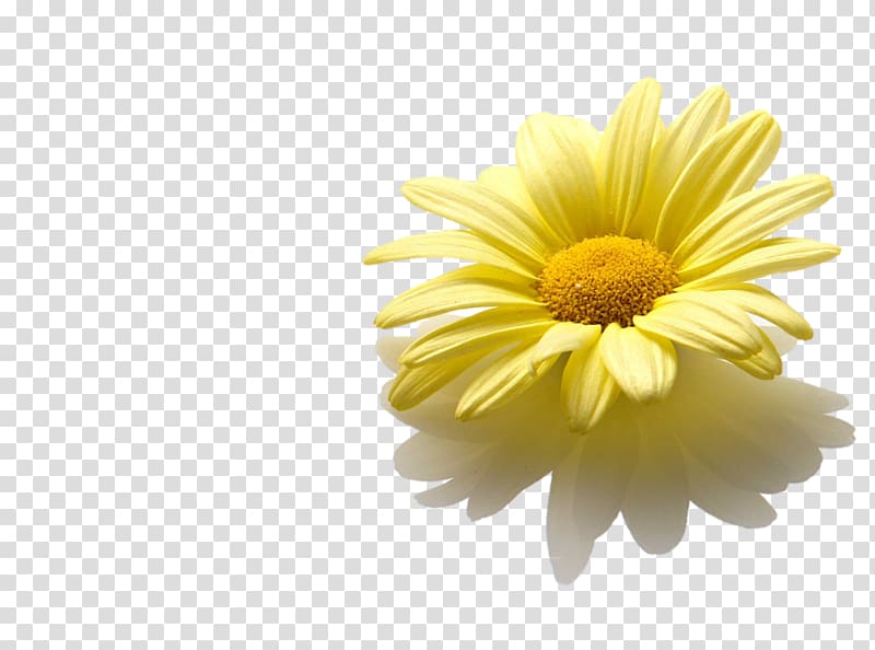 Yellow Blumenkranz Hannah & Elia Marriage, others transparent background PNG clipart