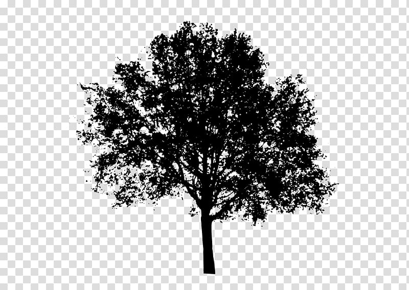 Tree Populus nigra , tree transparent background PNG clipart