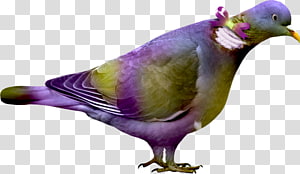 Bird Portable Network Graphics Psd, bird transparent background PNG clipart thumbnail