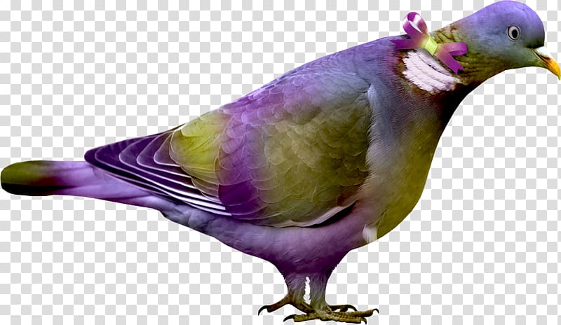 Bird Portable Network Graphics Psd, bird transparent background PNG clipart Bird Portable Network Graphics Psd, bird transparent background PNG clipart