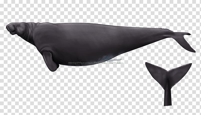 Steller\'s sea cow Sea cows Steller sea lion Dolphin, dolphin transparent background PNG clipart