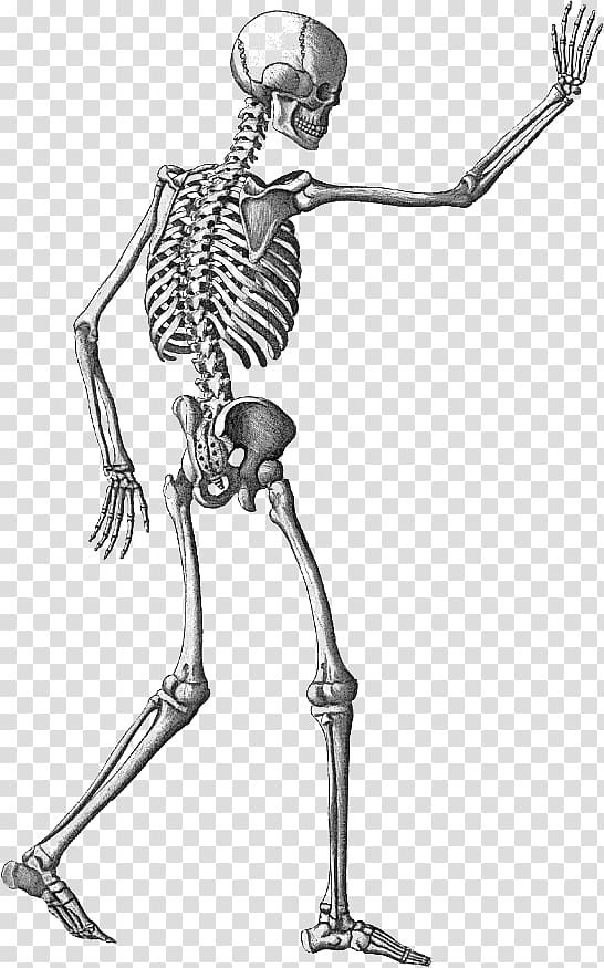 Human skeleton Appendicular skeleton , Skeleton transparent background PNG clipart