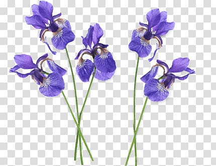 purple orchid , Iris Group transparent background PNG clipart