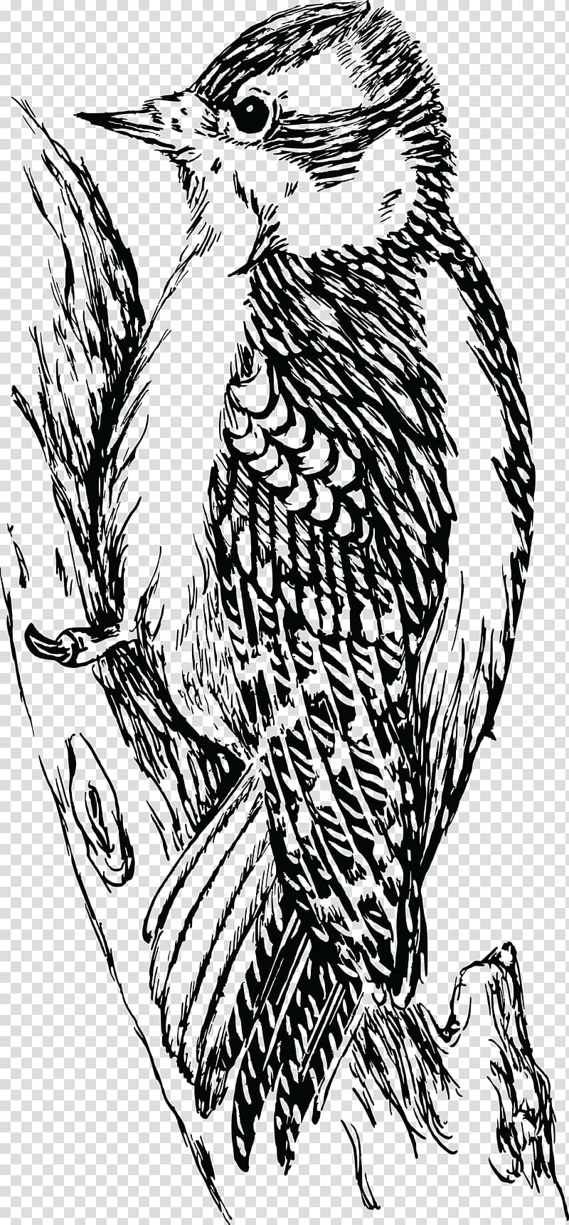 Downy woodpecker Bird Bald Eagle Hawk, Bird transparent background PNG clipart