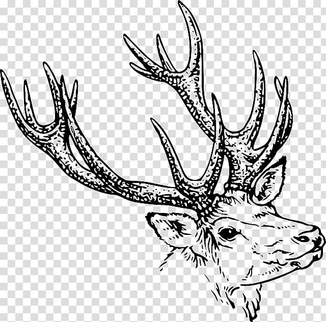 White-tailed deer Drawing Antler , a deer stumbled by a stone transparent background PNG clipart