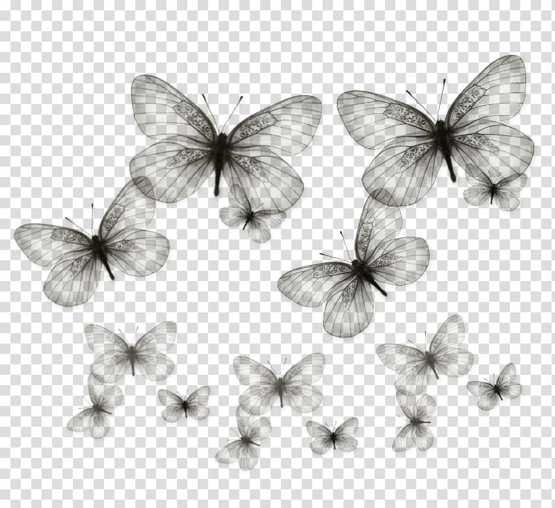 Butterfly , buterfly transparent background PNG clipart