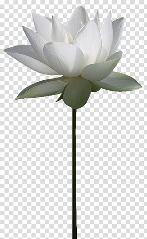 Nelumbo nucifera File hosting service Water lily , others transparent background PNG clipart