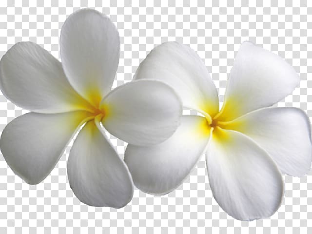 Frangipani Portable Network Graphics Desktop , white plumeria jasmine transparent background PNG clipart