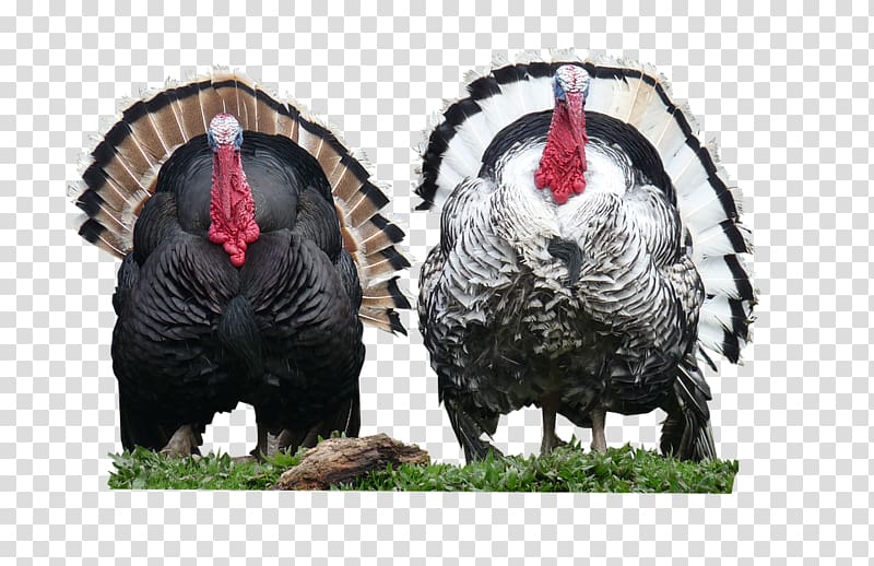Turkey meat Poultry farming Thanksgiving, thanksgiving transparent background PNG clipart