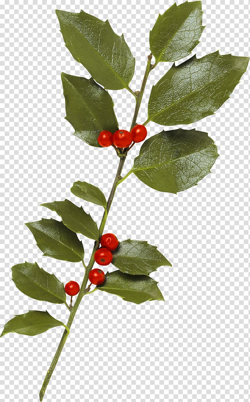 Berry , HOLLY transparent background PNG clipart