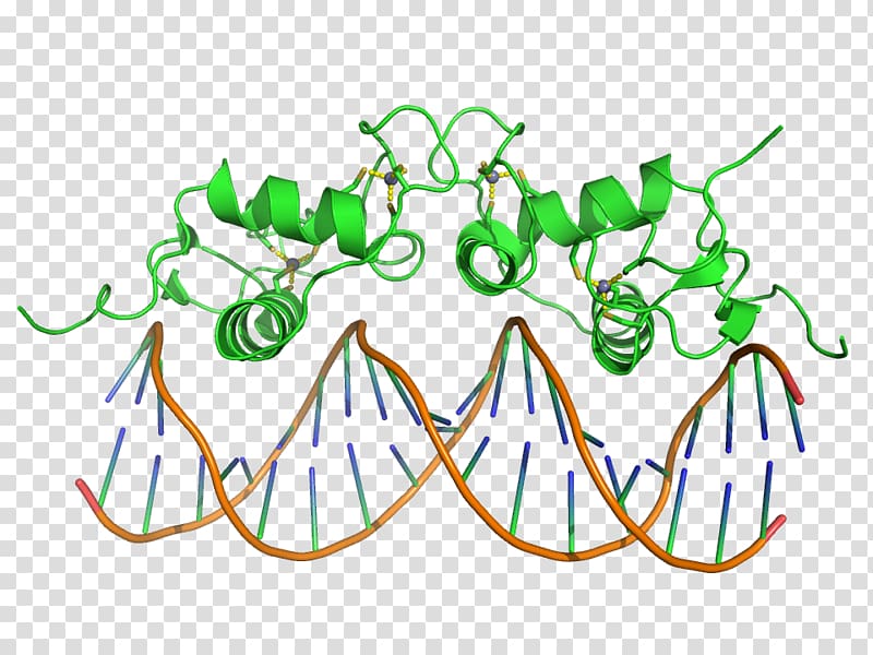 DNA-binding domain Protein domain Winged-helix transcription factors Helix-turn-helix, Dnabinding Protein transparent background PNG clipart