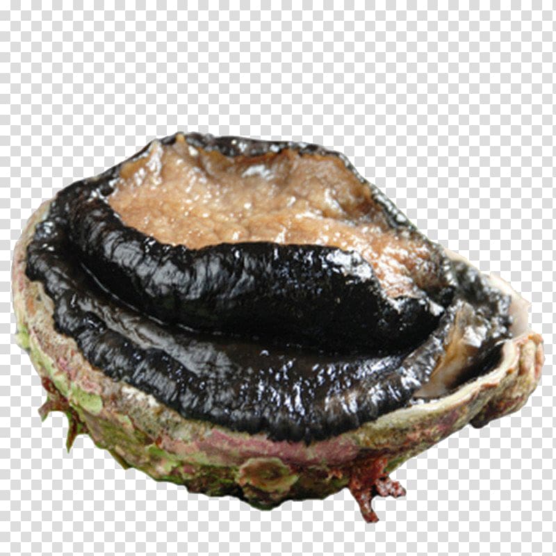 Australia Abalone Australorp Umami Seafood, Australian abalone transparent background PNG clipart