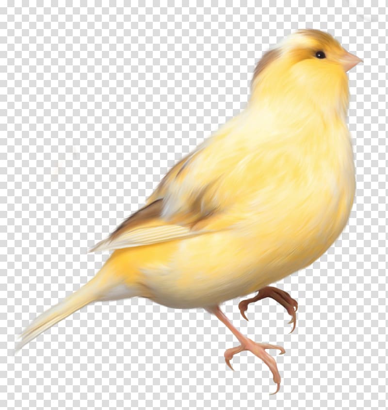 yellow and brown bird illustration, Domestic canary Bird Parrot Finch, Birds transparent background PNG clipart