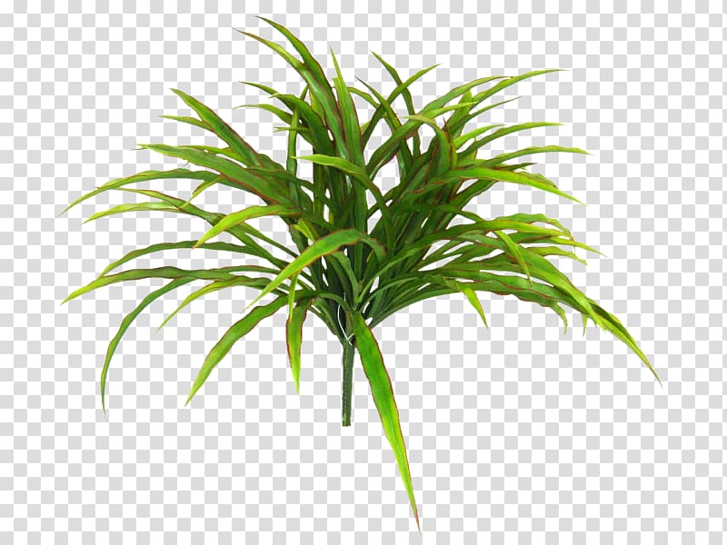 Arecaceae Grasses Terrestrial plant Plant stem Tree, greenery transparent background PNG clipart