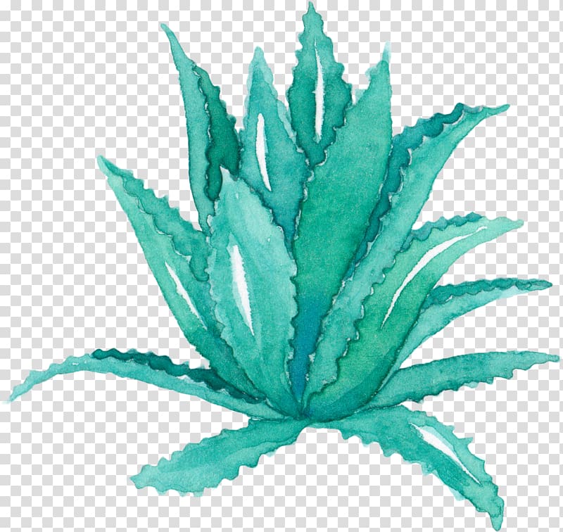 aloe vera plant, Aloe vera Leaf Agave Watercolor painting Succulent plant, Creative hand-painted aloe vera transparent background PNG clipart