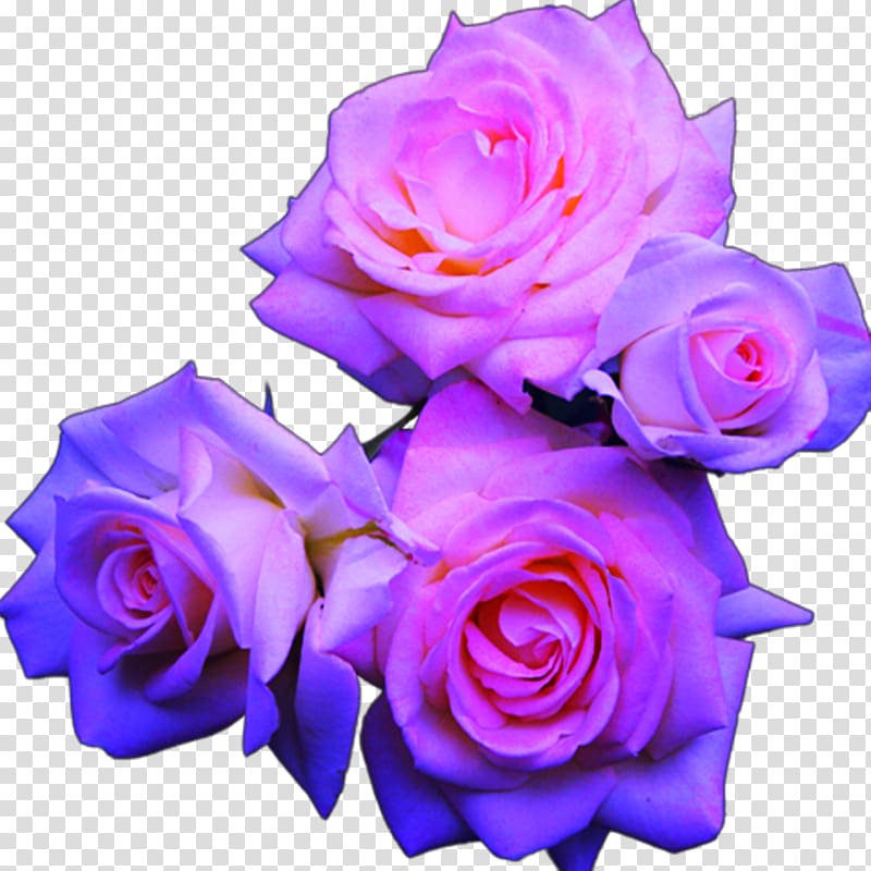 Blue rose Pink flowers, rose transparent background PNG clipart