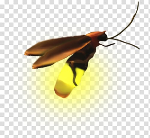a firefly transparent background PNG clipart