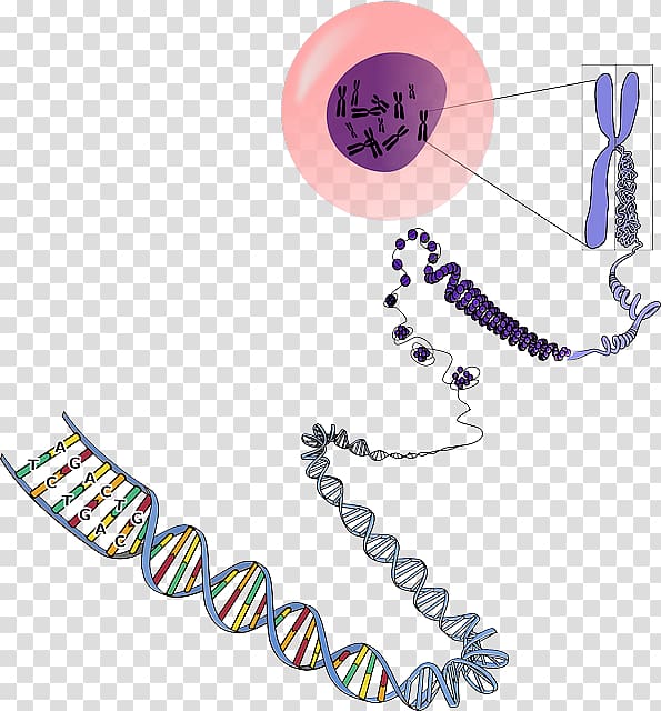 DNA Chromosome Genetics RNA, biology transparent background PNG clipart