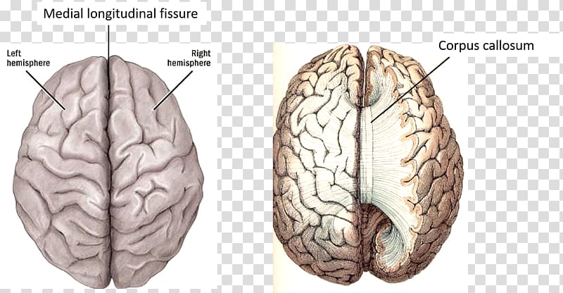 Cerebral hemisphere Lateralization of brain function Human brain Cerebral cortex, Brain transparent background PNG clipart