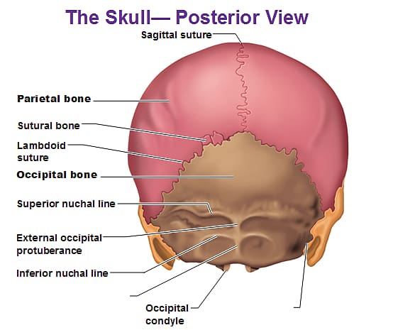Human body Skull Anatomy External occipital protuberance Human back, Of Skull transparent background PNG clipart