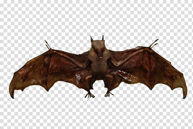 Mexican free-tailed bat Flight , Bat wings transparent background PNG clipart