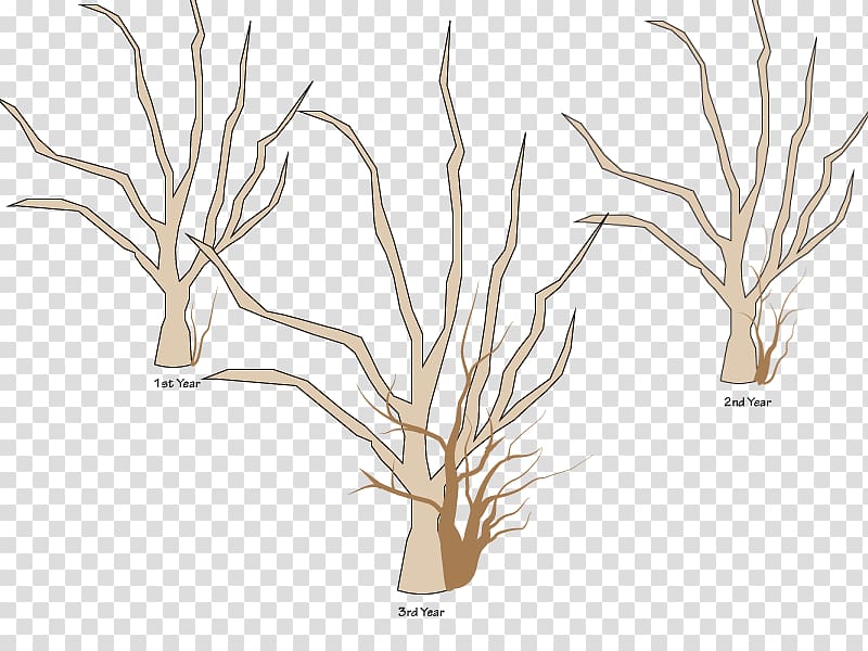 Tree Branch Woody plant Apples Pruning, pruning transparent background PNG clipart