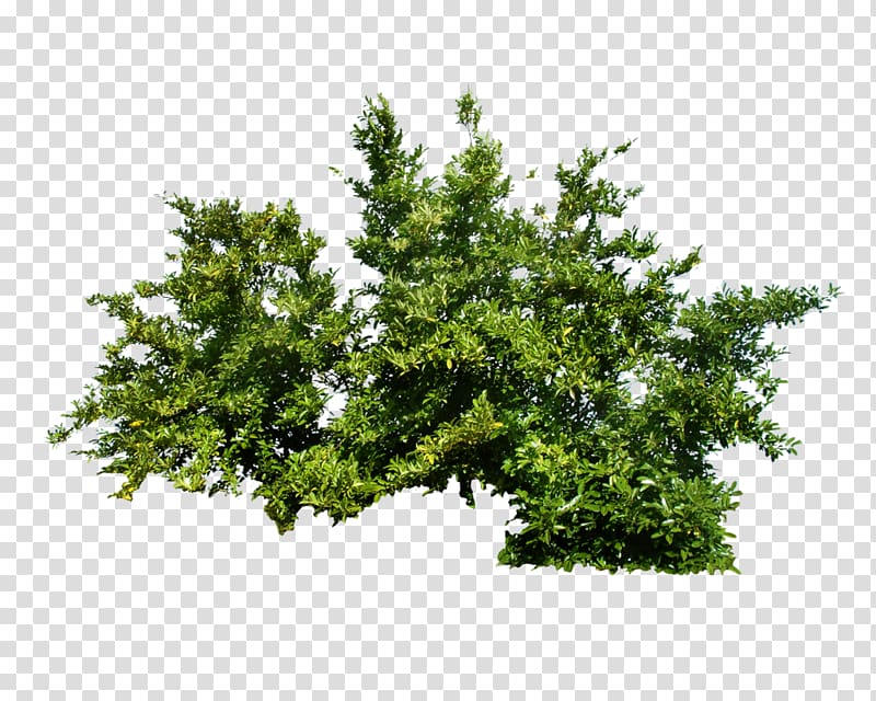Shrub Tree, Bush , green leaves illustration transparent background PNG clipart