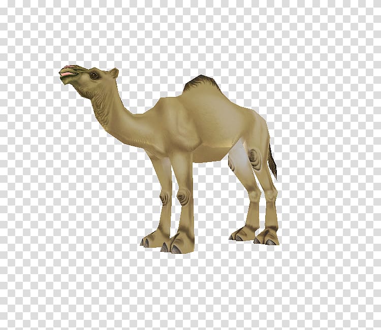 Dromedary Zoo Tycoon 2: Marine Mania Video game Animal, others transparent background PNG clipart