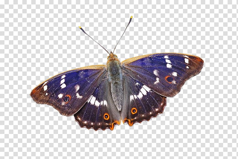 blue and black butterfly, Brush-footed butterflies Gossamer-winged butterflies Butterflies and moths Butterfly, butterfly transparent background PNG clipart