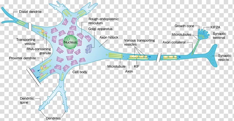 Motor protein Kinesin Microtubule Neuron, others transparent background PNG clipart