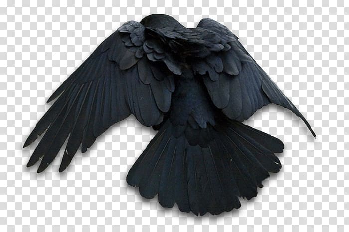 American crow The Raven Common raven, Cliff Raven transparent background PNG clipart