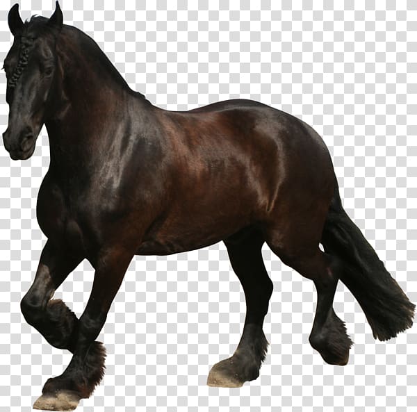 Friesian horse Mustang Appaloosa Stallion Mare, dark horse transparent background PNG clipart