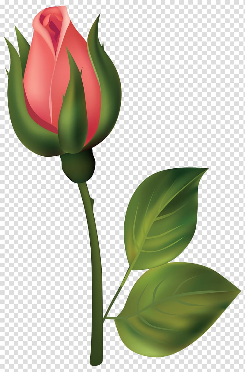 Bud Rose Flower , Red Rosebud transparent background PNG clipart