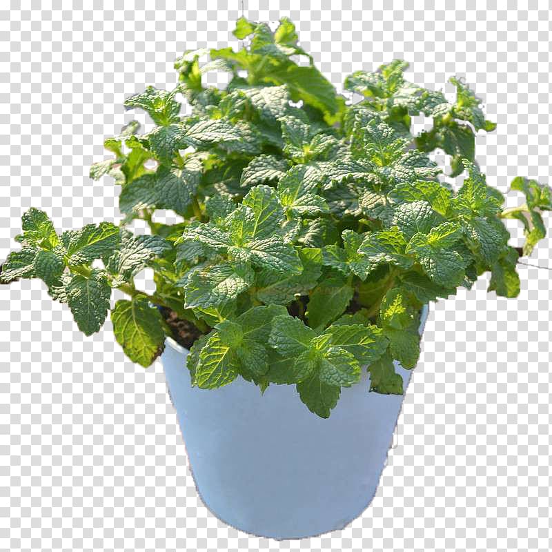 Mint Flowerpot Leaf, Mint Flower Pot transparent background PNG clipart