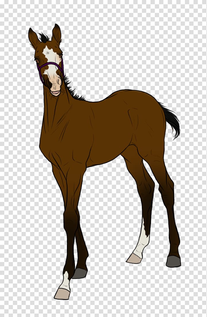 Mule Foal Mustang Stallion Halter, horse auction transparent background PNG clipart